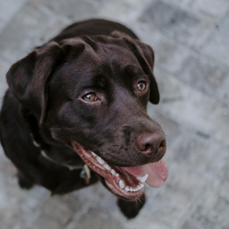 Alex Sharma testimonial